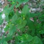 Euphorbia dulcis Blomma