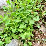 Rumex scutatus Hoja