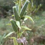 Oenothera glazioviana Blomst