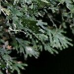 Trichomanes krausii Folla