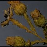 Holocarpha heermannii Flor