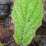 Salvia lyrata Leaf