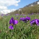 Viola calcarata Fleur