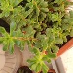 Sedum cepaea Лист