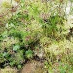 Poa bulbosa Libunga