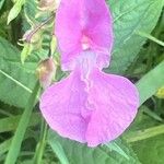 Impatiens glanduliferaÕis