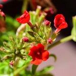 Verbena peruviana Flower