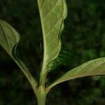 Psychotria tenuifolia Other