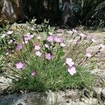 Dianthus pungens Habitus