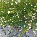 Coleonema pulchrum Fiore