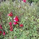 Salvia microphylla Цветок