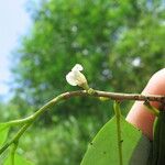 Sanrafaelia ruffonammari Flor