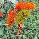 Combretum fruticosum Blad