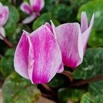 Cyclamen persicumBlomst