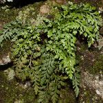 Asplenium montanum Habitus