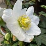 Helleborus nigerKukka