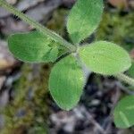 Galium scabrum Leaf