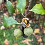 Pittosporum tenuifolium Fruit