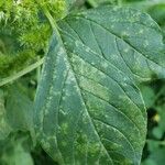 Amaranthus hybridusLeaf