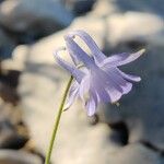 Aquilegia guarensis Květ