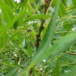 Fraxinus angustifolia Kabuk