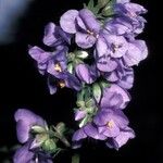 Polemonium caeruleum Flower