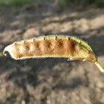 Vicia bithynica Fruit