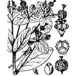 Euphorbia insularis Autre