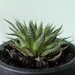 Haworthia fasciataЛист