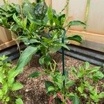 Capsicum frutescens Листок