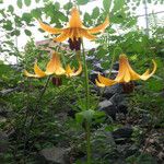 Lilium canadense Λουλούδι