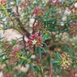 Crassula sarcocaulis Flower