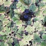 Azolla filiculoides Blomst