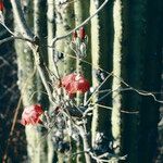 Ipomoea conzattii Květ