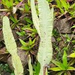 Euphorbia murielii Bark