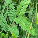 Chamaecrista fallacina Leaf