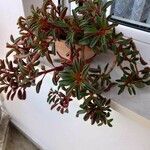 Peperomia graveolensLeaf