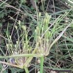 Allium oleraceum Fruit