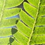 Osmunda regalis Leaf