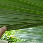 Sabal causiarum Leaf