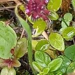 Thymus serpyllum 形態