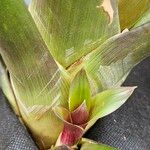 Guzmania spp. ഇല