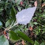 Pericallis appendiculata Leaf