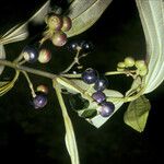 Miconia acuminata Fruit