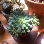 Echeveria minima List