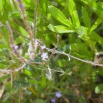 Verbena lasiostachys Flor