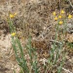 Hypericum linariifolium Habit