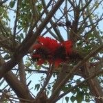 Erythrina latissima 花