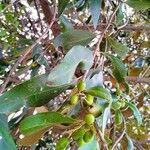 Olea europaeaVaisius