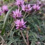 Astragalus glaux Blüte